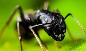 Macro close up shot of the head of a carpenter ant