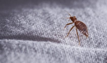 Bed Bug Attracted To Home Interior
