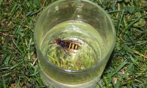 A hornet trapped in a glass full of liquid containing vinegar