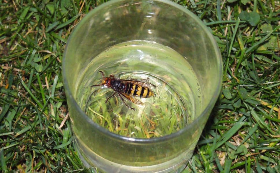 A hornet trapped in a glass full of liquid containing vinegar