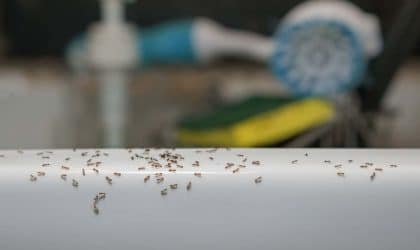 Ants crawling along a kitchen sink