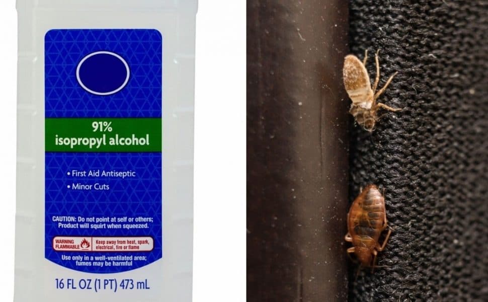 Two photos side by side, one of rubbing alcohol and one of two bed bugs.