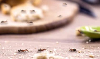 Ants in the kitchen, eating crumbs on a worktop with a blurred plate and spoon in the background