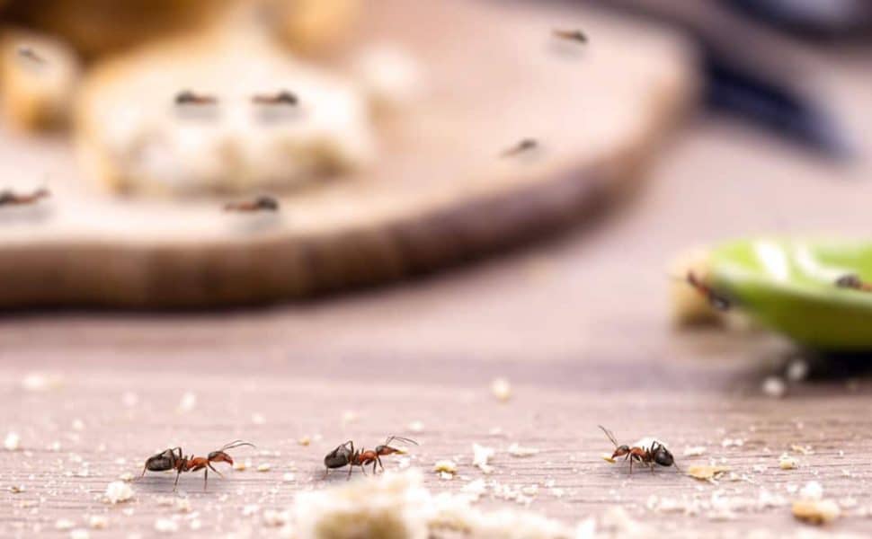 Ants in the kitchen, eating crumbs on a worktop with a blurred plate and spoon in the background