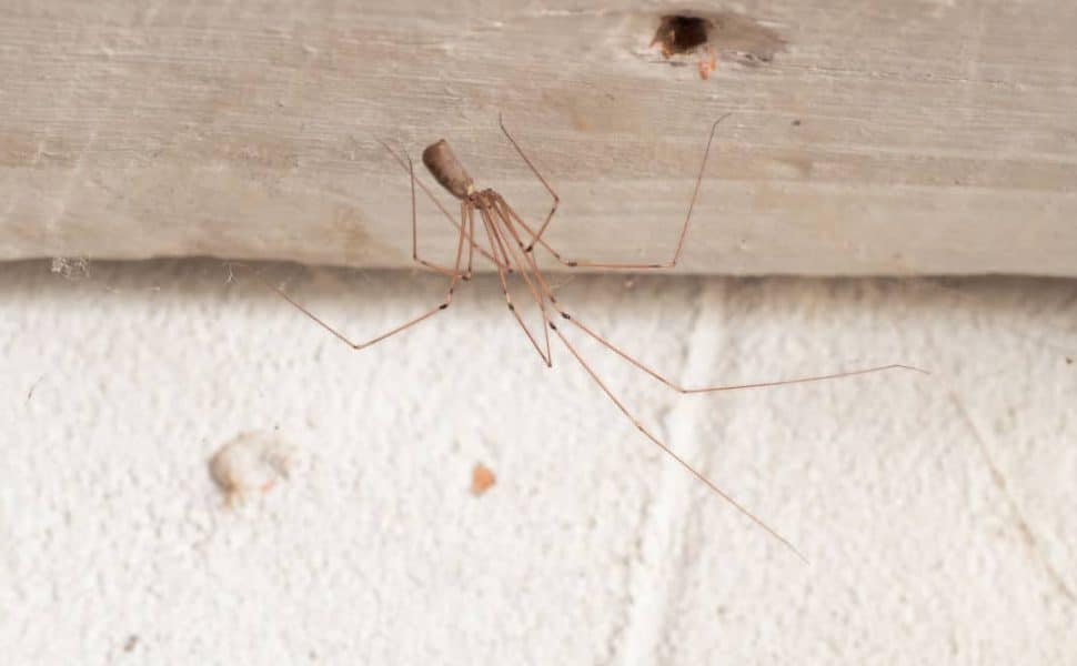 A daddy long legs spider hanging upside down from the corner of a ceiling