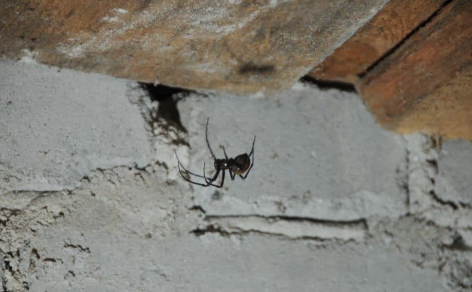 Keep Spiders Out Of The Basement, How Do You Kill Spiders In A Basement