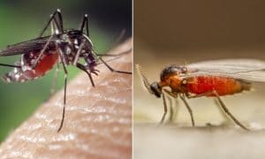 Mosquito vs. Gnat Bugs