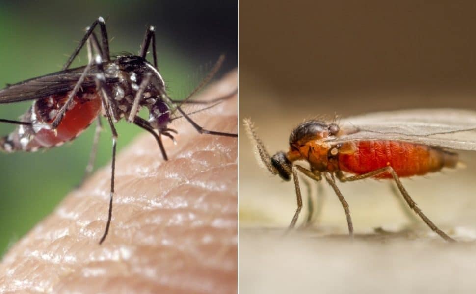 Mosquito vs. Gnat Bugs