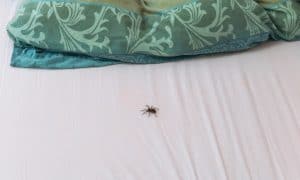 Spider on Bed