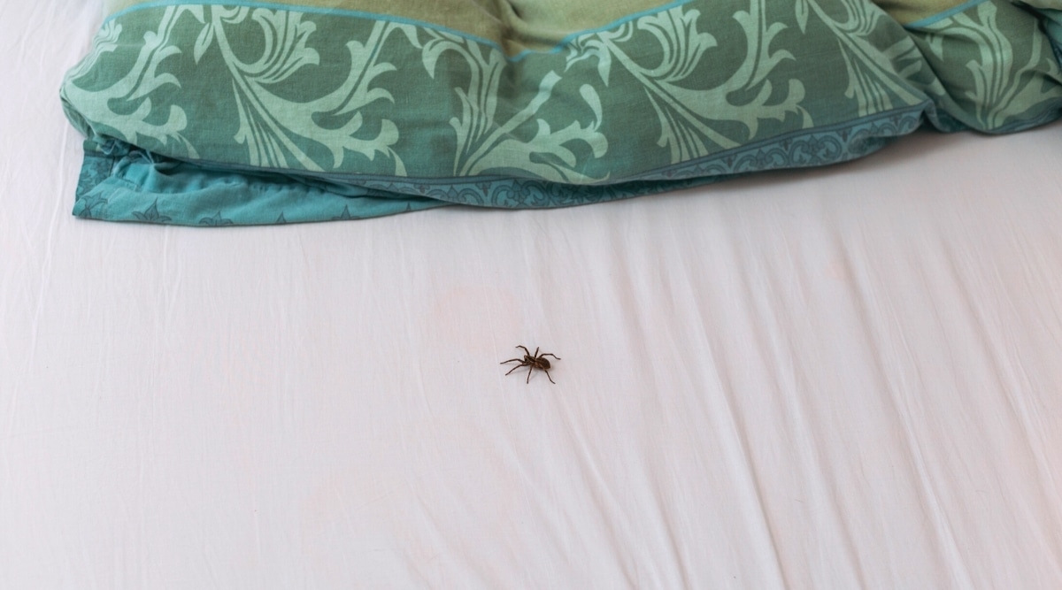 How to Keep Spiders Out of Your Bed 