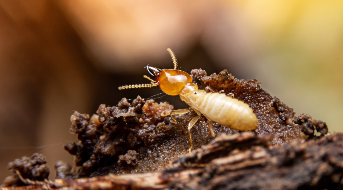 Termite eating older wood.