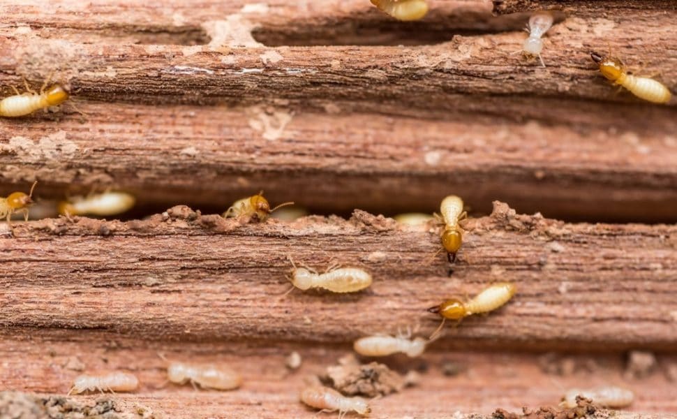 Termites Eating Wood Before Treatment