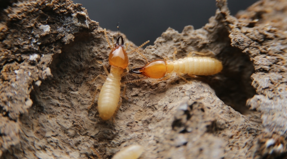 boric acid for termites