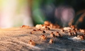 Termites Near Plants
