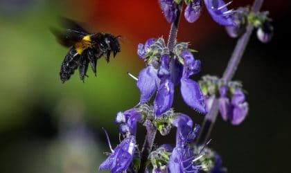 Carpenter bee hovering near purple flowers