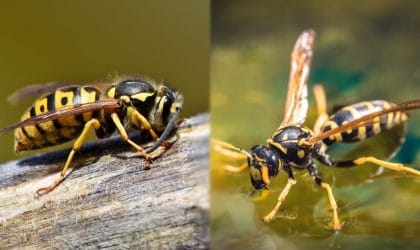 Yellow Jacket vs. Hornet Wasps