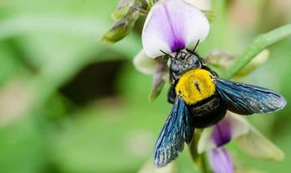 Macro shot of a carpenter bee on a flower