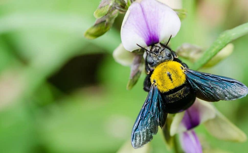 Macro shot of a carpenter bee on a flower