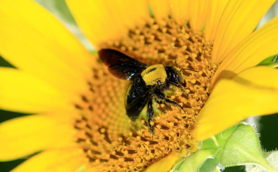 A carpenter bee eating from a sunflower