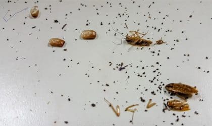 Roaches, most dead, and cockroach poop on a shiny painted floor