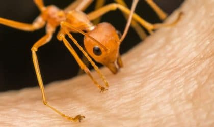 Macro shot of a fire ant biting human skin
