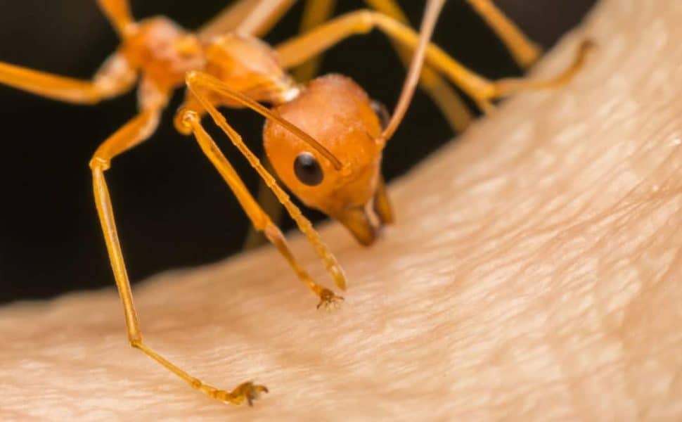 Macro shot of a fire ant biting human skin