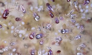 Close up of bird mites or fowl mites