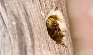 A carpenter bee emerging from a hole in wood it has formed