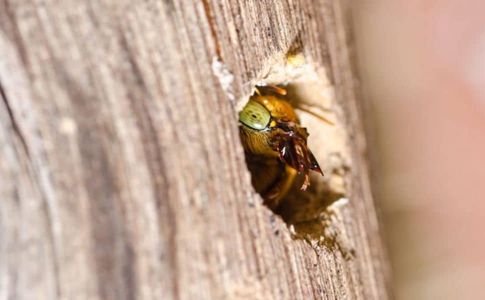 A carpenter bee emerging from a hole in wood it has formed