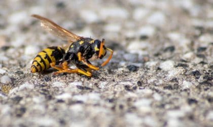 A dead wasp laying on what looks like a gravel road