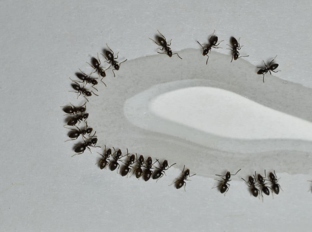 odorous house ants eating from a pool of ant bait