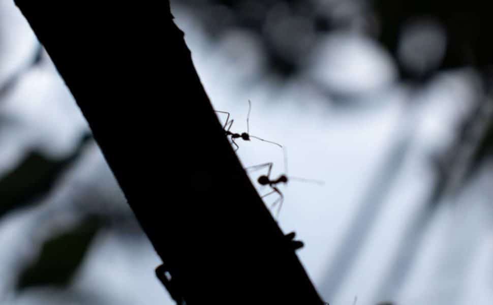 Silhouette of ants walking stick at night