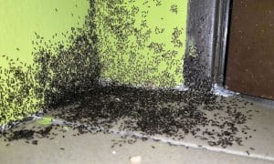 A swarm of black ants near the entrance front door to someones home