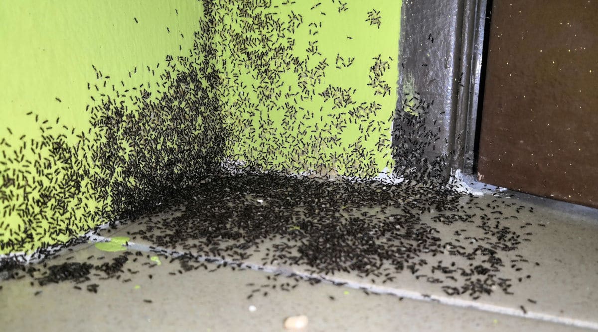 ants door near rid doors december why billings jack inside