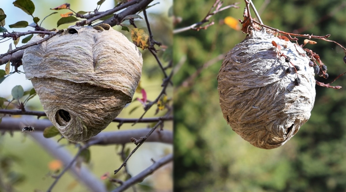 Hornet vs Yellow Jacket Nests