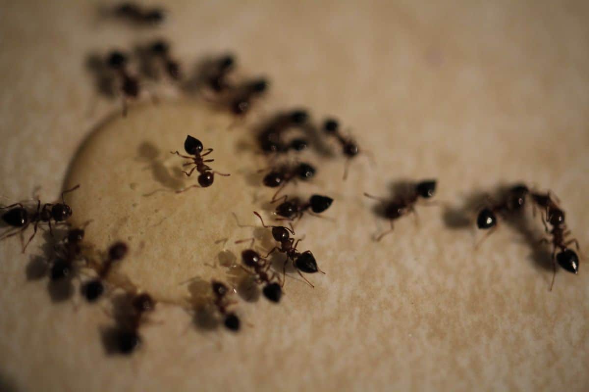 How To Get Rid Of Ants In A Car Simple Methods