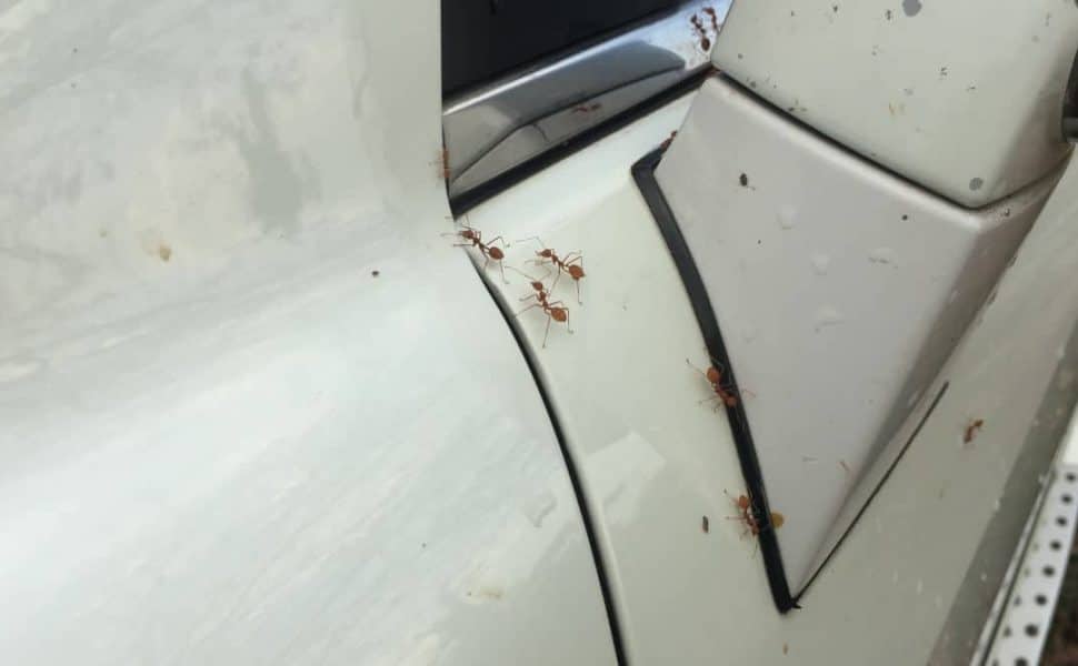 Close up of red ants on a white car, near the wing mirror