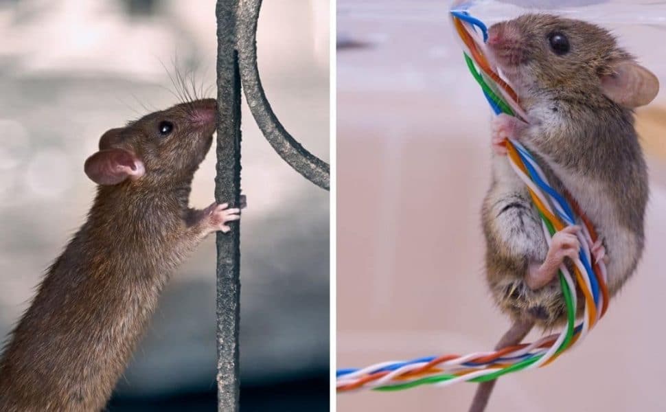Two photos, one each of a rat leaning on a fence railing, and a mouse hugging some colored wires