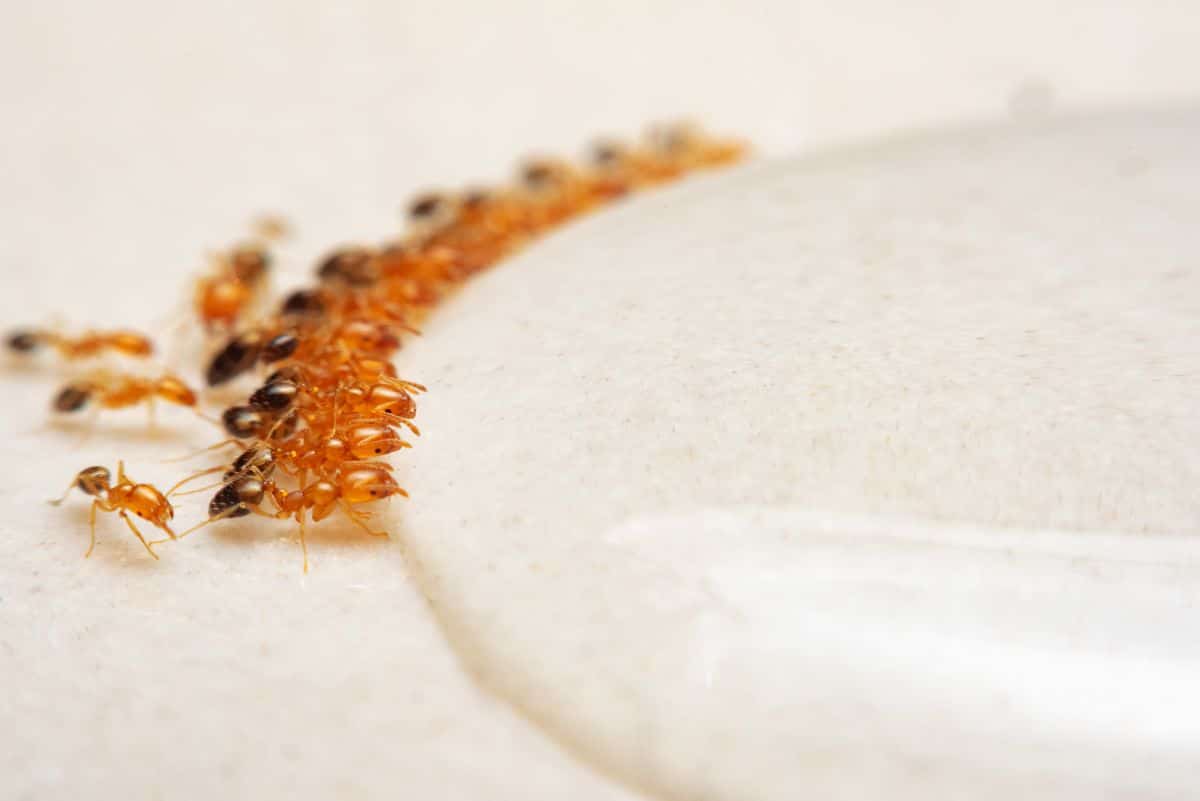 Red ants eating from a pool of home remedy ant killer
