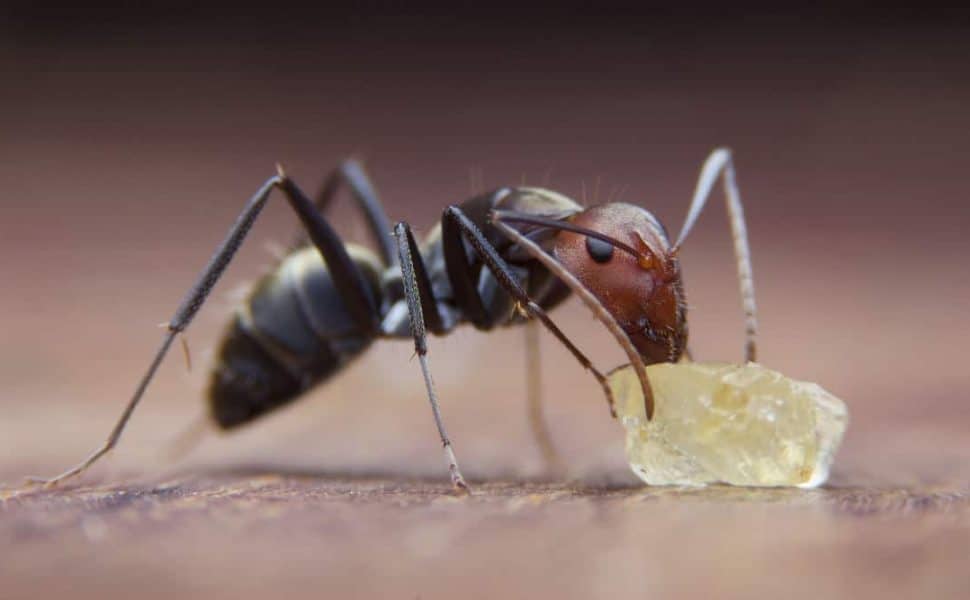 Macro close up shot of a sugar ant eating a sugar crystal