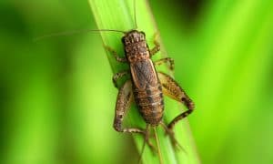 Cricket on Leaf in Grass