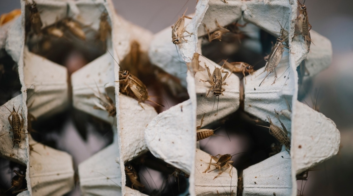Crickets Eating Egg Cartons