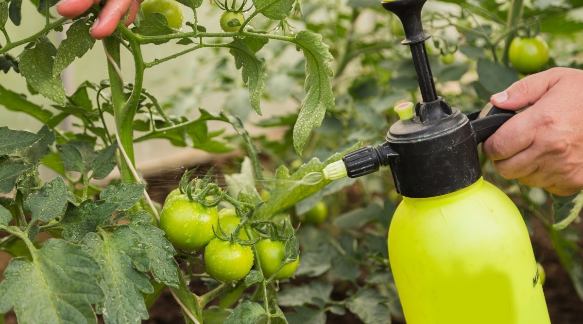Spraying Garden with Pesticide