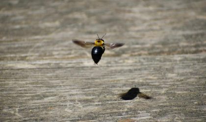 Carpenter Bee Hovering