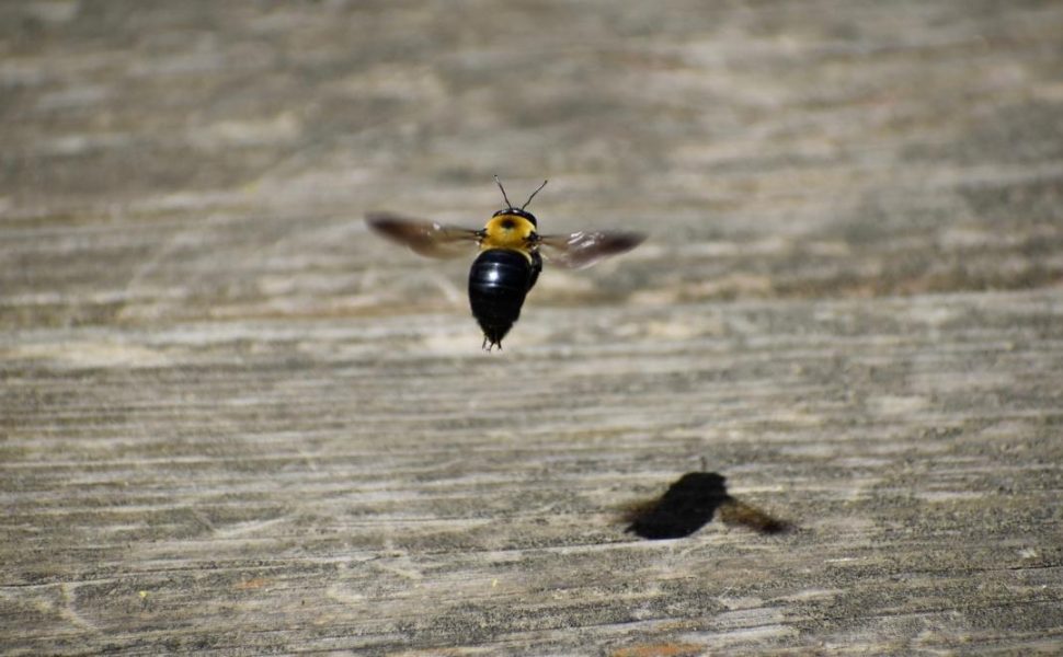 Carpenter Bee Hovering