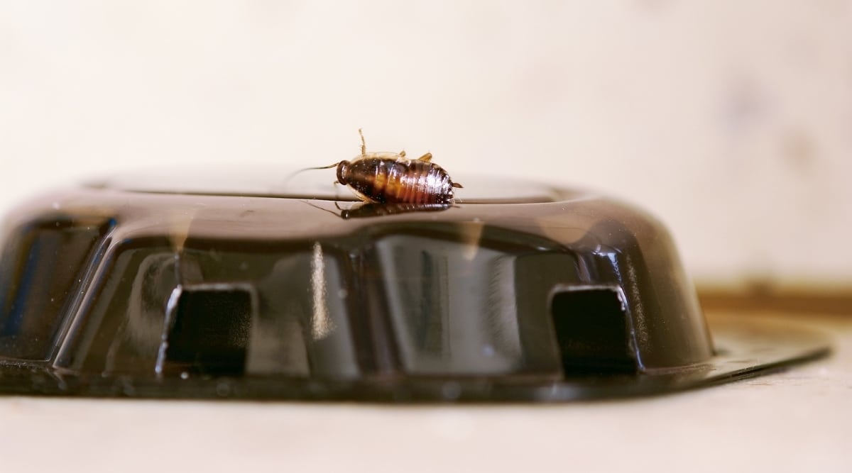 Cockroach in Trap