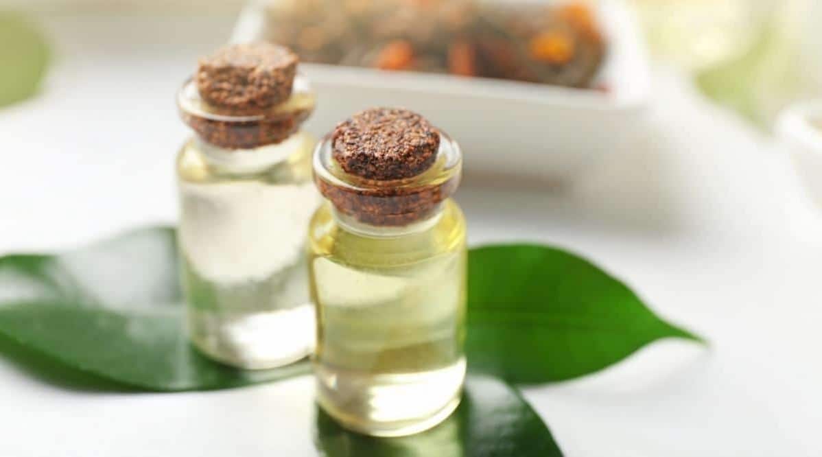 Photo inspiration: Tea Tree Oil For Bed Bugs Reference: Can You Use Tea Tree Oil For Bed Bugs Or