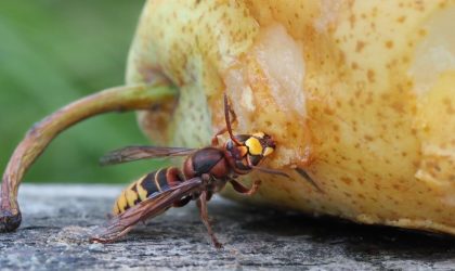 Hornet Eating Pear