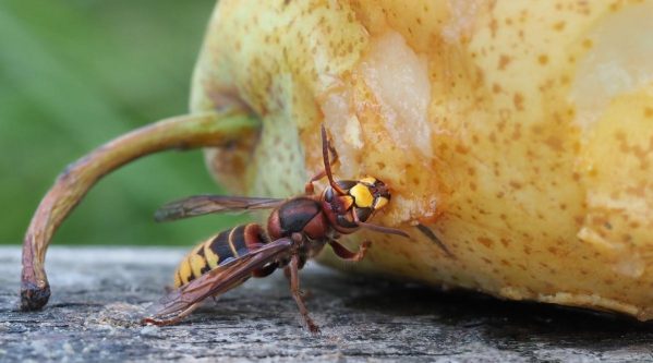Hornet Eating Pear