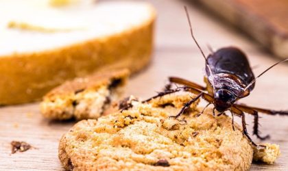 Cockroach Eating Cookie